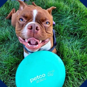 The Perfect Dog Frisbee