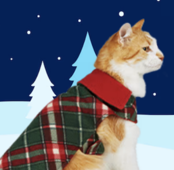 Cat in protective blanket coat