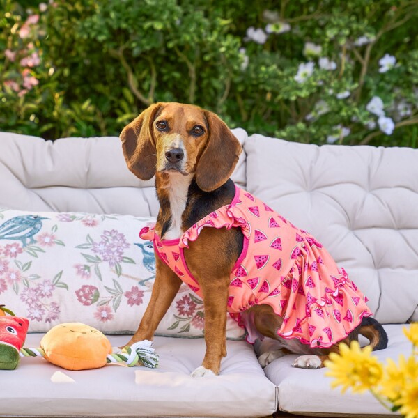 Dog in outfit