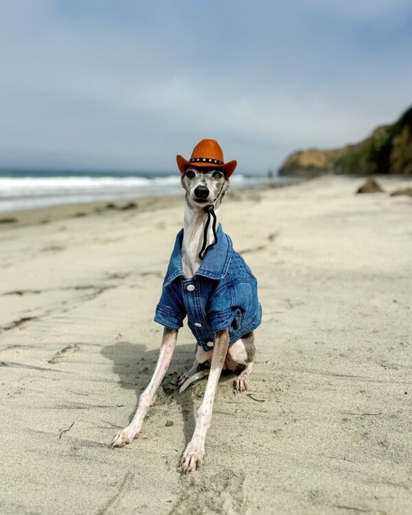 Dog on beach
