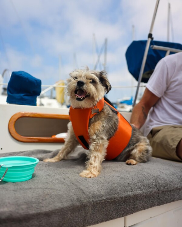 Dog on sailboat