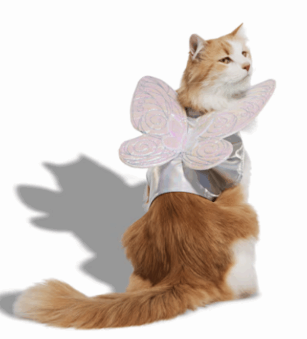 Cat in Butterfly Costume