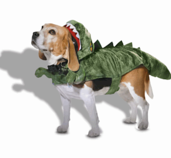 Dog in Dragon Costume