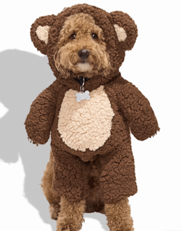 Dog in Teddy Bear Costume