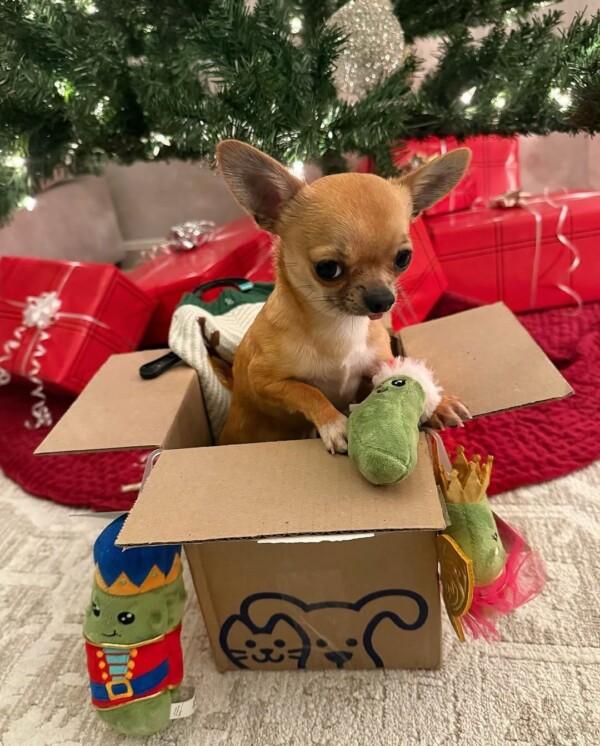 Chihuahua in Xmas Box