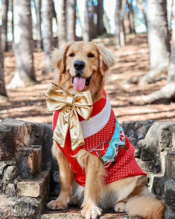 Dog wearing Xmas Sweater and Gold Bow