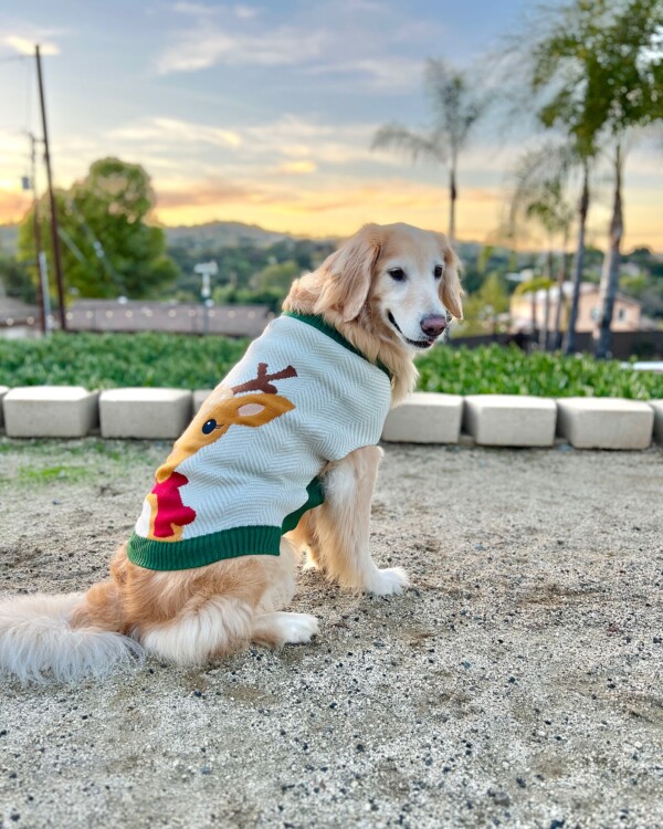 Dog with Reindeer Sweater