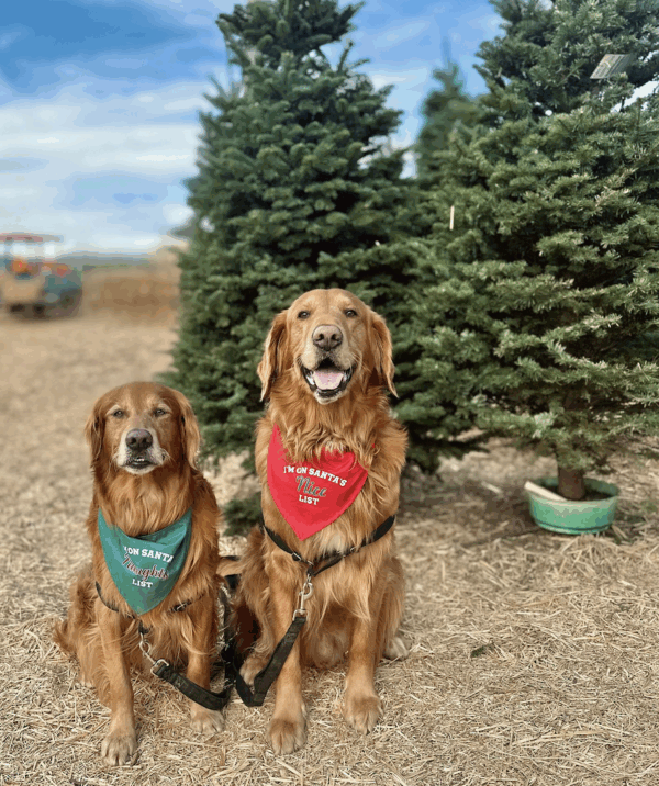 Dogs wearing scarves with I'm on Santa's Nice List & Naughty List